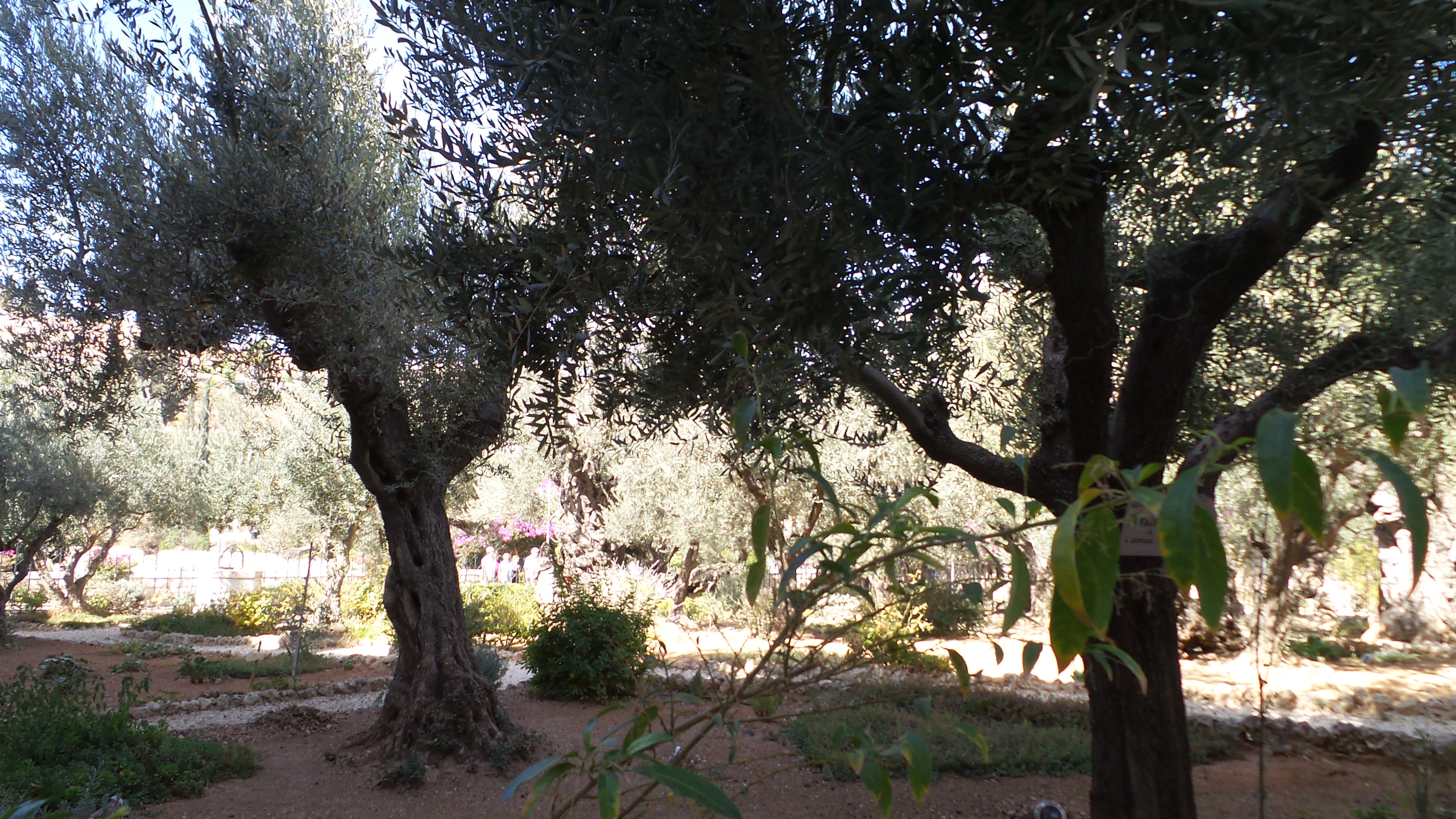 Olive Trees in the Garden of Gethsemane.